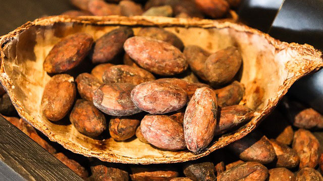 cocoa beans in shell image