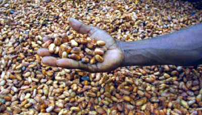 hand holding cocoa beans image