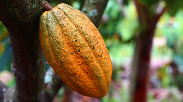 cacoa fruit