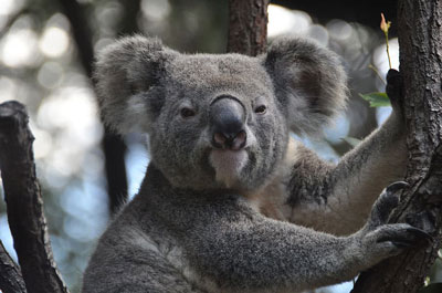 Koala image