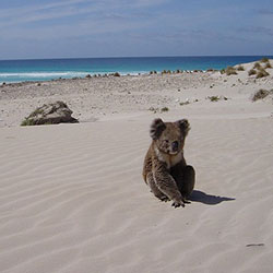 Koala image