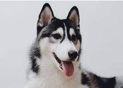 alaskan husky image