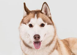 siberian husky image