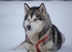 alaskan maluamute image