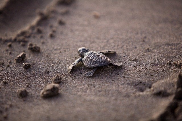 sea turtle image
