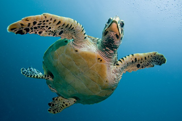 sea turtle image