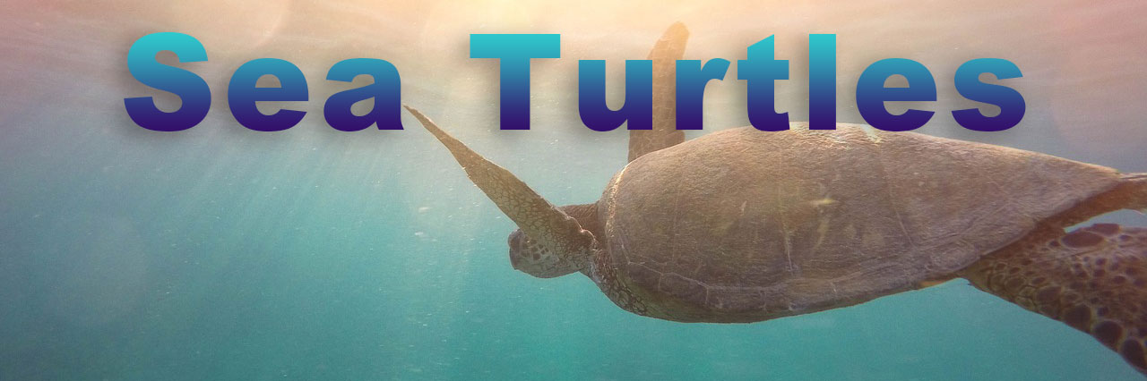 Sea Turtle Banner