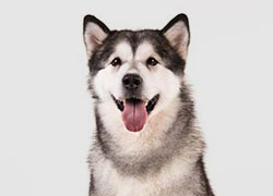 alaskan malamute image